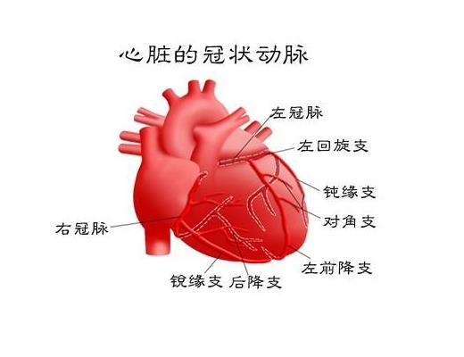 生態級小粒徑負離子能更輕易透過血腦屏障
